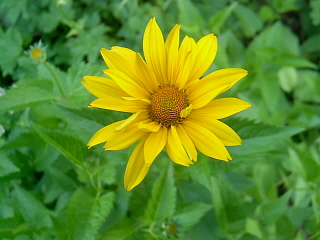 Heliopsis scabra utan blixt 070722